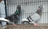 নতুন জাতের কবুতর (Adana Dewlap) Diving Pigeon